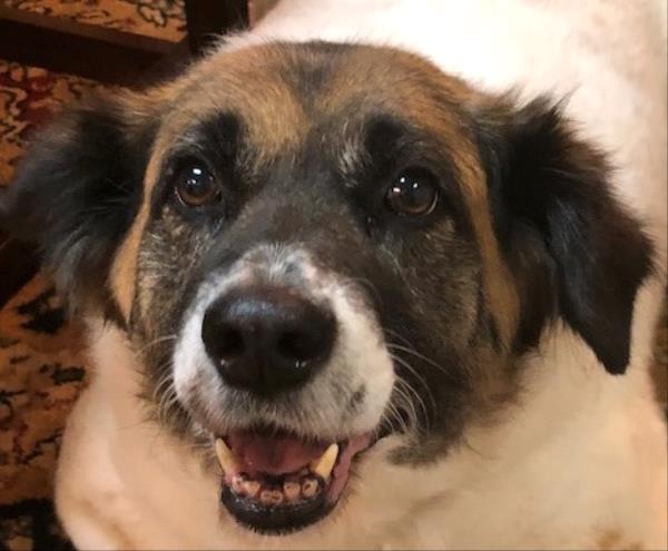 /Images/uploads/Homeward Bound Pet Rescue/HBPR_Photocontest/entries/12137thumb.jpg